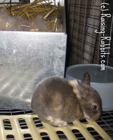 bunny nest box