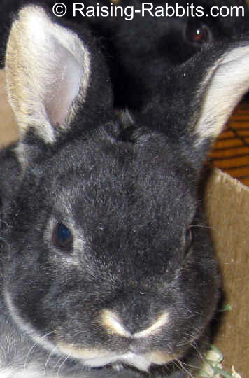 rabbit bedding. explore the many pet bedding options rabbit bedding. explore the many pet bedding options