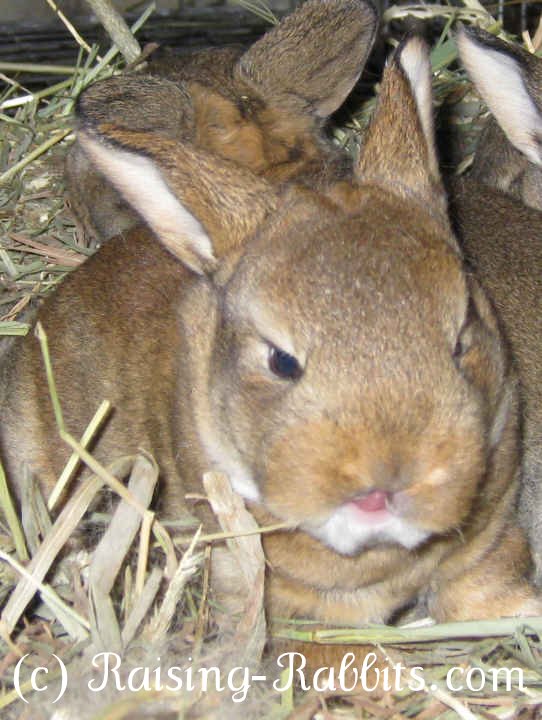 16 day old castor Rex rabbit show bunny 16 day old castor Rex rabbit show bunny