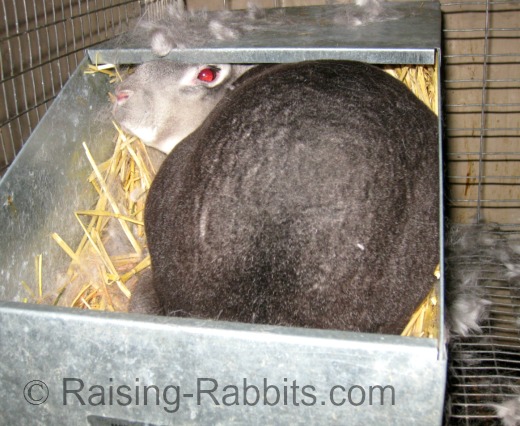 Rabbit in process of giving birth in nest box Rabbit in process of giving birth in nest box