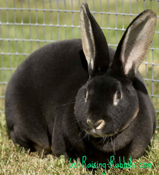 Pictures of Rabbits pictures at Aurora Rex Rabbit Ranch