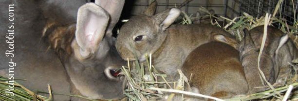 3 Week Old Rabbit Diet Pellets