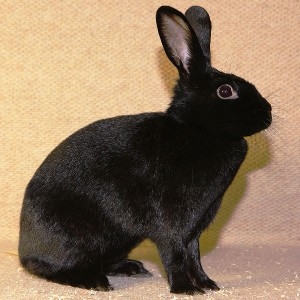havana rabbit breed