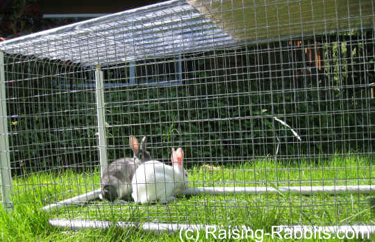Cage Outdoor Rabbit Hutch