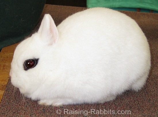 Dwarf Black And White Rabbit. Otherwise, Dutch rabbits have