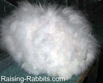French Angora Bunnies
