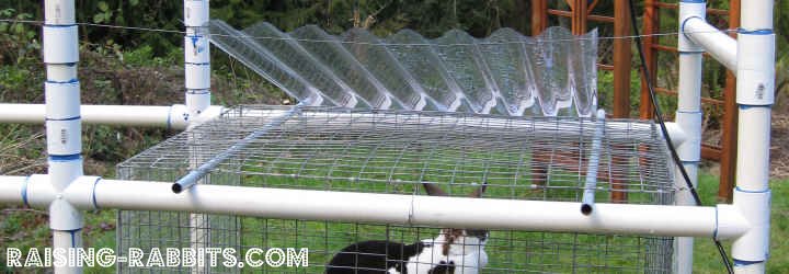 Do the rabbits become pets or Rabbits As Pets. Do the rabbits become pets or