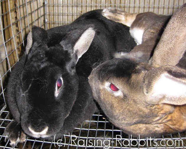 Rabbit Mating and tips for successfully breeding rabbits
