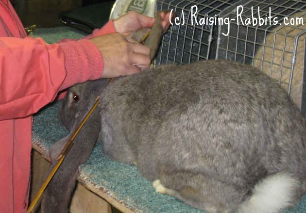 Lop-Eared-Rabbits-English Lop