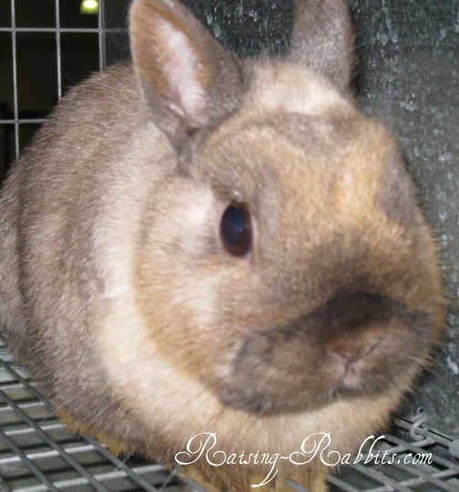 neverland dwarf rabbits. Netherland Dwarfs, along with