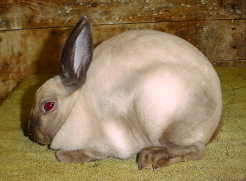 Rabbits for Sale in WI black and white rabbits for sale. Rabbits for Sale in WI