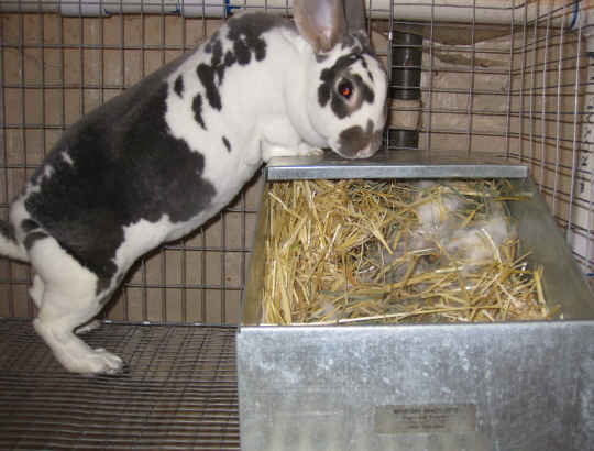 Rabbit Nest Box: Prepare a rabbit nesting box step by step