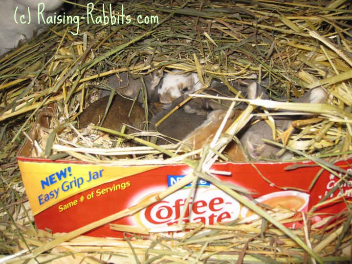 Pregnant Rabbit Nesting Yahoo Answers pregnant-rabbit-nesting-yahoo-answers