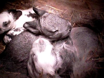 First litter, 10 days old First litter, 10 days old