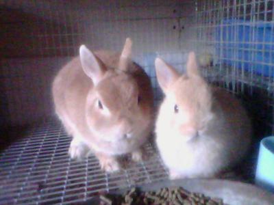 Dreamsicle and Pumpkin Spice, orange does Dreamsicle and Pumpkin Spice, orange does