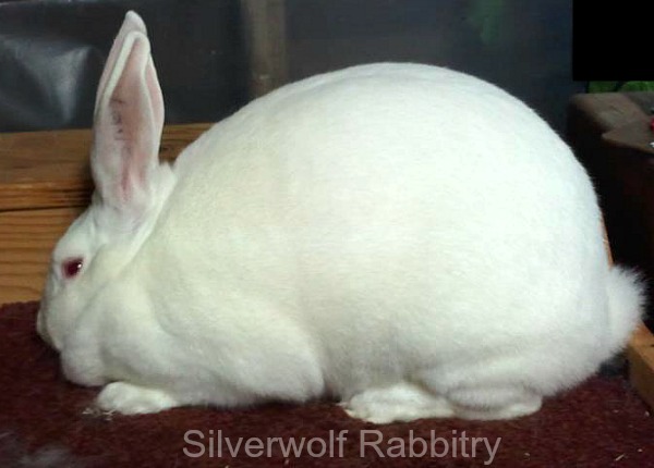 New Zealand Rabbits New Zealand White Red Black And