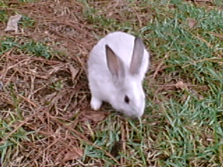 rabbit care guide for beginners pdf