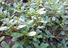 Common Purselane is edible and nutritious (Portulaca oleracea is an annual succulent in the family Portulacaceae, which may reach 40 cm in height.) Common Purselane is edible and nutritious (Portulaca oleracea is an annual succulent in the family Portulacaceae, which may reach 40 cm in height.)
