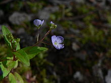 Veronica americana, also known as American Speedwell, is edible Veronica americana, also known as American Speedwell, is edible