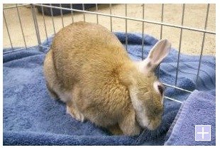 PetFinder rabbit for sale with wry neck PetFinder rabbit for sale with wry neck