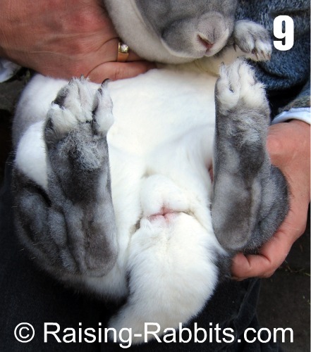 Pictures On How To Tell Male And Female Rabbits 53