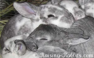 10K Chin and broken chin rex bunnies at 4.5 weeks