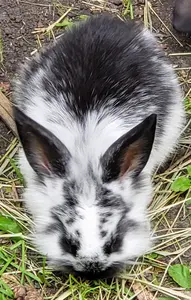 lionhead-lop-mix