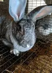 Hostile-Hare-25-chinchilla-in-cage
