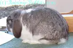 MiniLop Rabbit