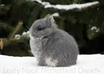 leafy-nook-ND-04-netherland-dwarf-blue-winter-pine