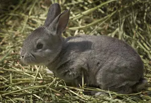 Chin Rex Bun in hay