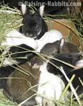Self Sufficient Living Rabbits