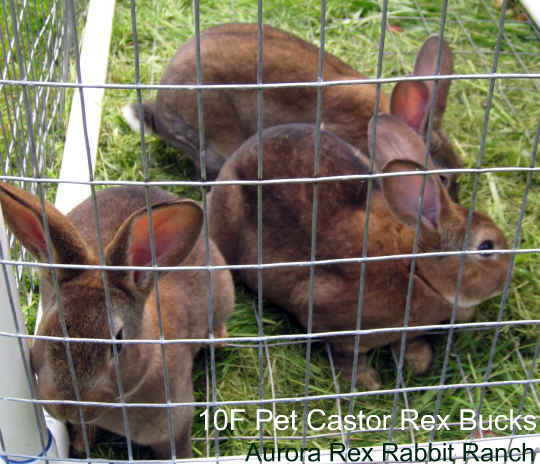 Pet castor rex rabbits