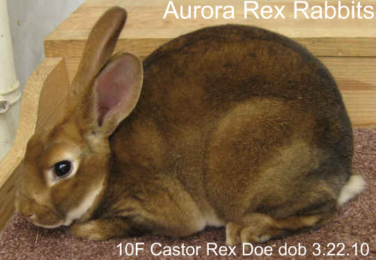 Castor Rex Junior Doe in good condition. Castor Rex Junior Doe in good condition.