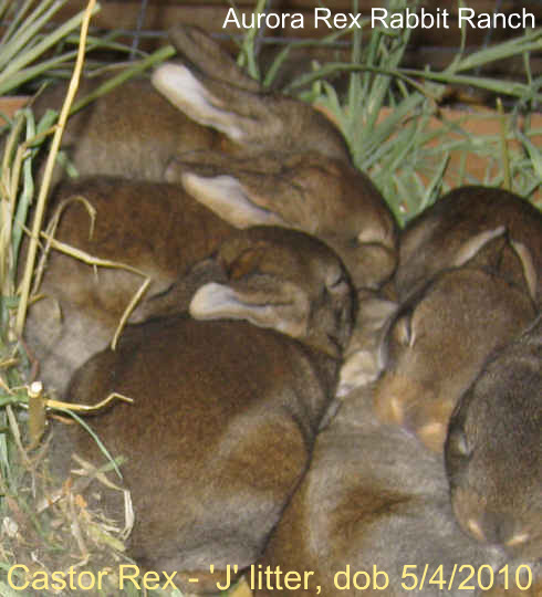 Selective breeding shapes the color, type, and performance of these young rabbits