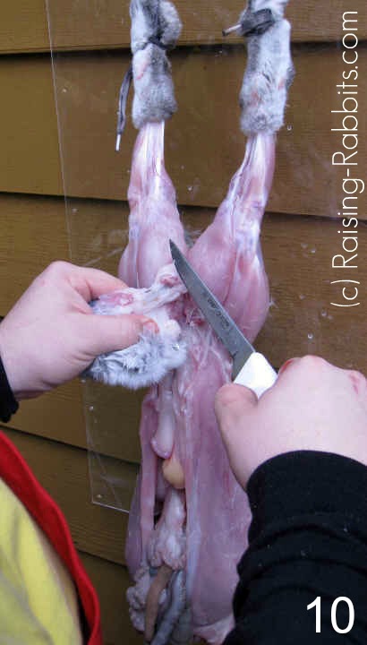 Remove the tail with the rectum and large intestines intact to minimize contamination.
