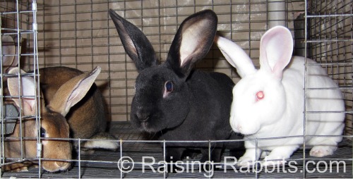 Young rabbits eat and eat, only slowing down at around 5 months of age.