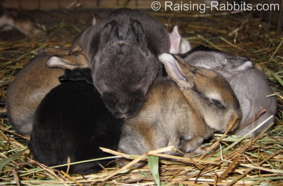 Variety of color genetics in a single litter of rabbits