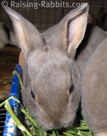 carefresh rabbit bedding