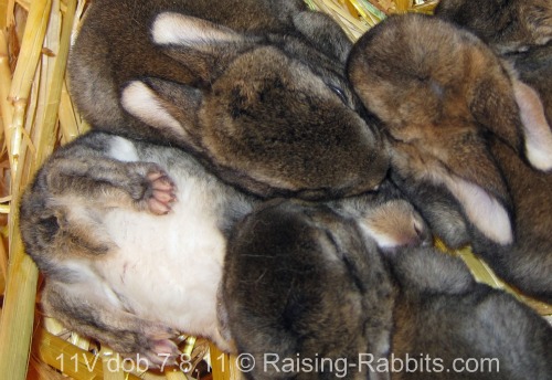 Selective breeding shapes the color, type, and performance of these young rabbits