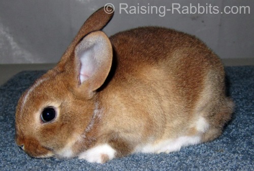 This very young pet rabbit will remain with its mom for another several weeks.