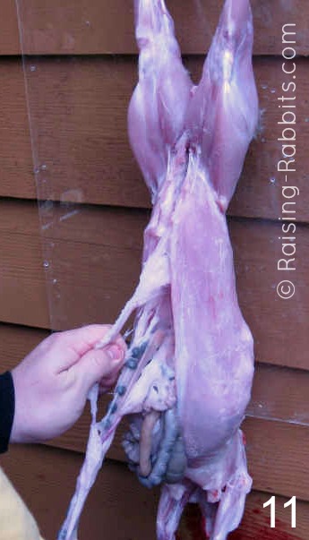 A downward tug on the tail should bring it with the intestines downward.