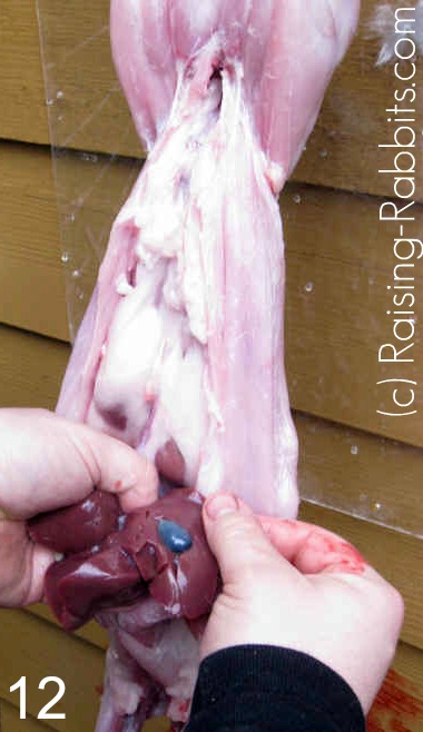 Locate the gall bladder on an underneath surface of the liver.