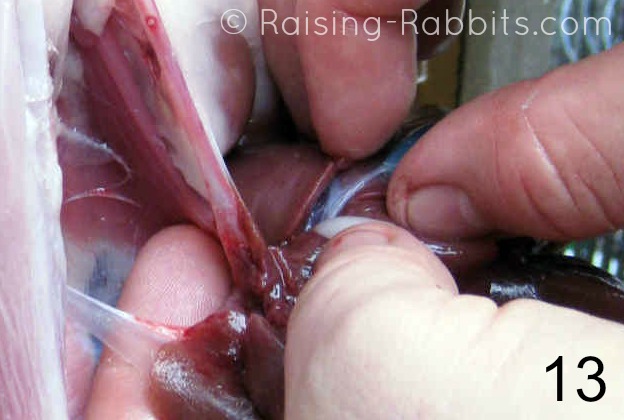 Pinch rabbit's gallbladder duct