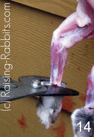 Remove rabbit's four paws by cutting with shears