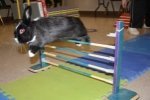 Pet rabbit practicing its rabbit jumping skills