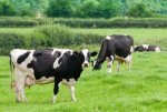 UK holsteins in pasture