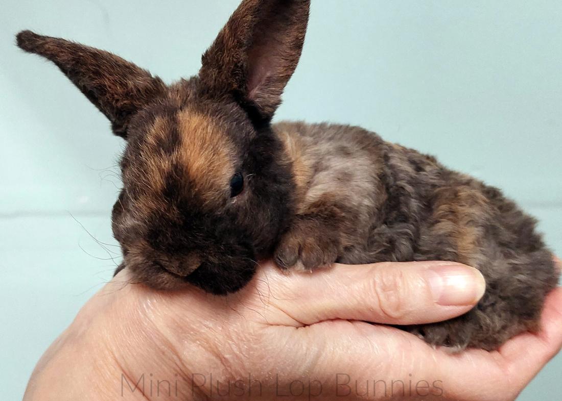 mini-plush-lop-bunnies-01-mini-plush-lop