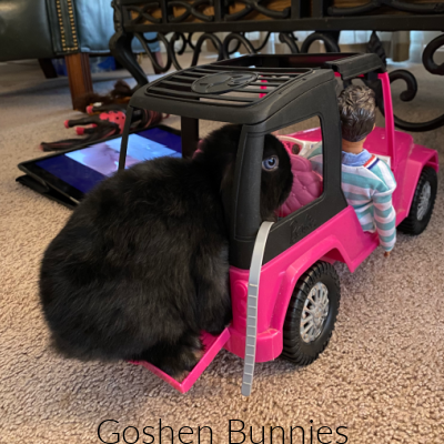 goshen-bunnies-14-toy-car