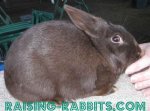Meat Rabbits: Raise these breeds for Home and Backyard ...